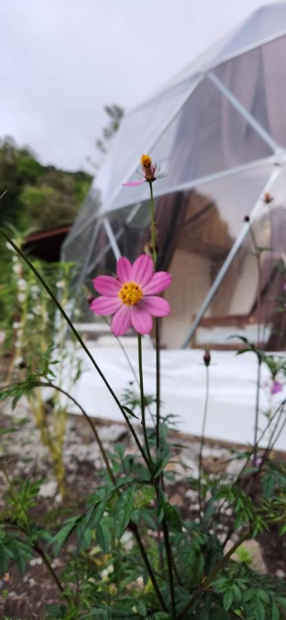 Glamping