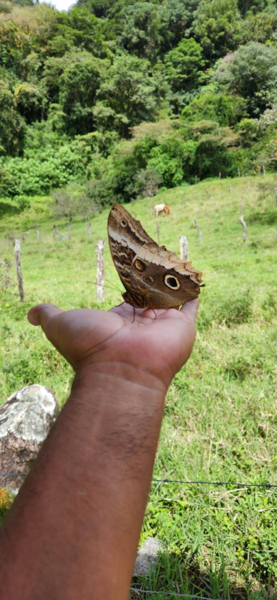 Glamping Monteverde