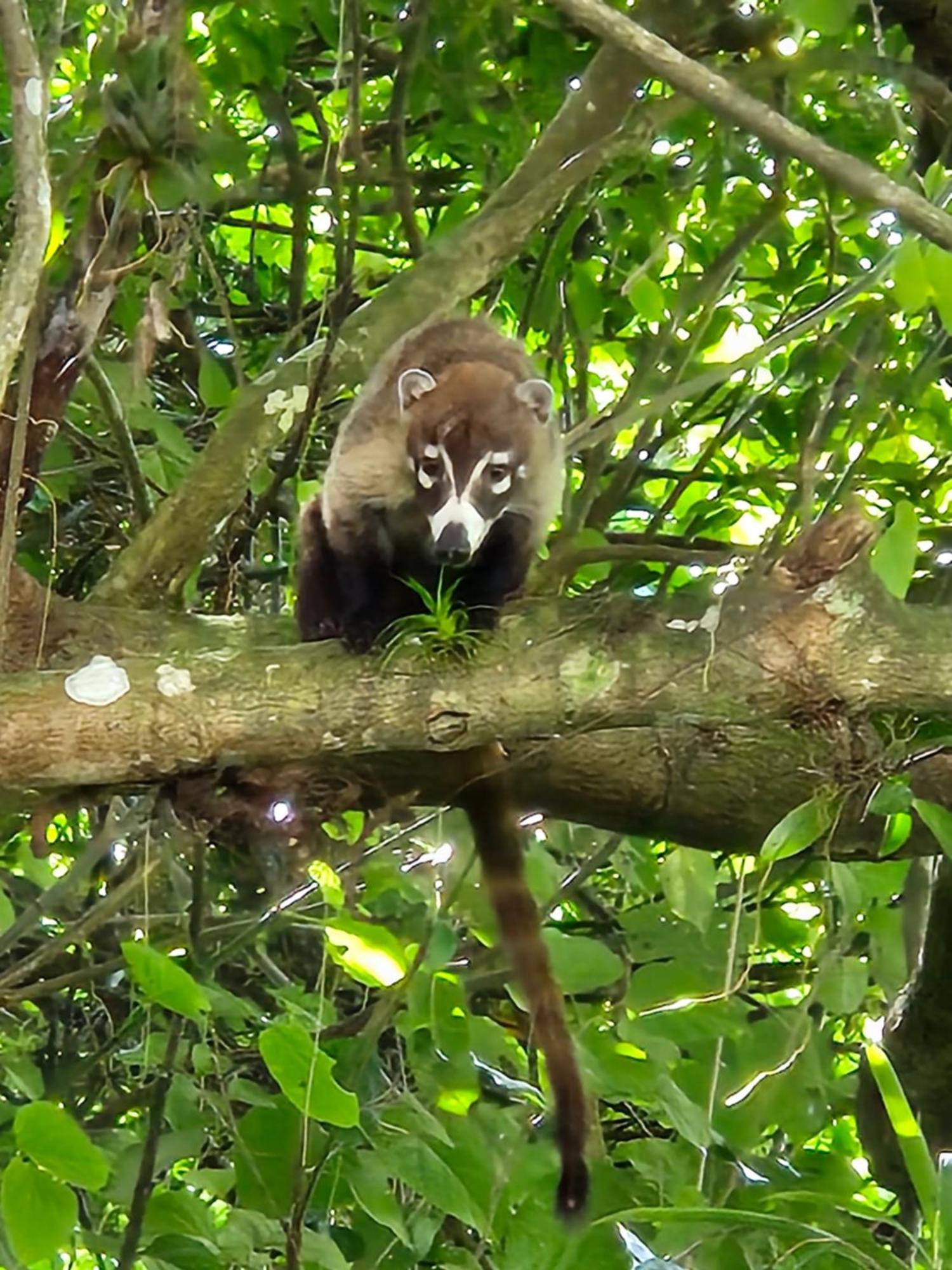 Glamping Lodge Monteverde