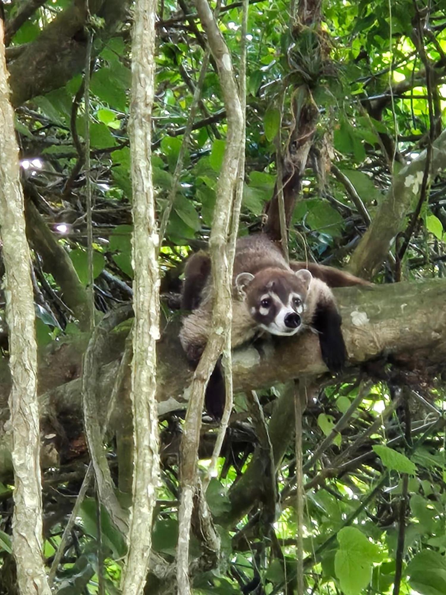 Glamping Monteverde